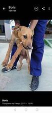 OBELIX, Hund, Mischlingshund in Bulgarien - Bild 2