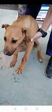 OBELIX, Hund, Mischlingshund in Bulgarien - Bild 3