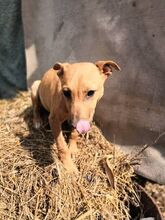 OBELIX, Hund, Mischlingshund in Bulgarien - Bild 4