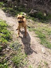 OBELIX, Hund, Mischlingshund in Bulgarien - Bild 6