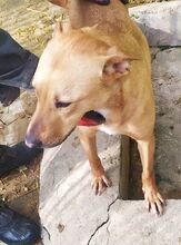 OBELIX, Hund, Mischlingshund in Bulgarien - Bild 9