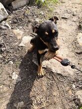 ASTERIXA, Hund, Mischlingshund in Bulgarien - Bild 4