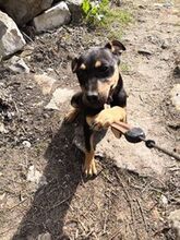 ASTERIXA, Hund, Mischlingshund in Bulgarien - Bild 5