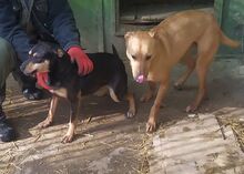 ASTERIXA, Hund, Mischlingshund in Bulgarien - Bild 6