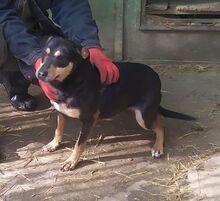ASTERIXA, Hund, Mischlingshund in Bulgarien - Bild 7