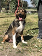 ENYA, Hund, Mischlingshund in Italien - Bild 2