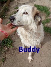 BUDDY, Hund, Mischlingshund in Bulgarien - Bild 1