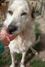 BUDDY, Hund, Mischlingshund in Bulgarien - Bild 4