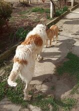 BUDDY, Hund, Mischlingshund in Bulgarien - Bild 5
