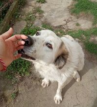 BUDDY, Hund, Mischlingshund in Bulgarien - Bild 6