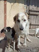 BUDDY, Hund, Mischlingshund in Bulgarien - Bild 8