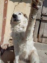 BUDDY, Hund, Mischlingshund in Bulgarien - Bild 9