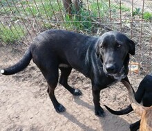 DOLLI, Hund, Mischlingshund in Ungarn - Bild 12