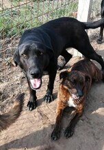 DOLLI, Hund, Mischlingshund in Ungarn - Bild 14