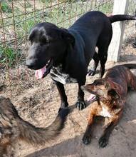 DOLLI, Hund, Mischlingshund in Ungarn - Bild 2