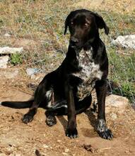 DOLLI, Hund, Mischlingshund in Ungarn - Bild 3