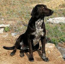 DOLLI, Hund, Mischlingshund in Ungarn - Bild 4