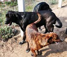 DOLLI, Hund, Mischlingshund in Ungarn - Bild 6
