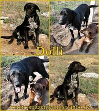 DOLLI, Hund, Mischlingshund in Ungarn - Bild 8