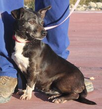 KIRA, Hund, Mischlingshund in Spanien - Bild 4