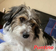 PUNTINOJUNIOR, Hund, Mischlingshund in Italien - Bild 12