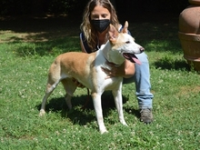 TANIA, Hund, Mischlingshund in Italien - Bild 4