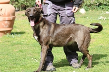 TARCISIO, Hund, Mischlingshund in Italien - Bild 2