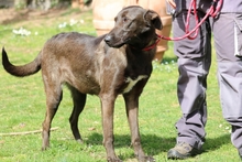 TARCISIO, Hund, Mischlingshund in Italien - Bild 3