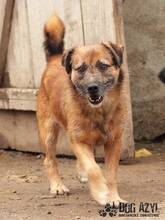 AIKO, Hund, Border Terrier in Slowakische Republik - Bild 1