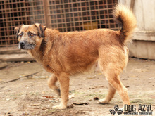 AIKO, Hund, Border Terrier in Slowakische Republik - Bild 2