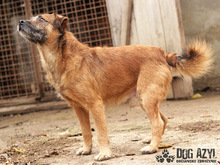 AIKO, Hund, Border Terrier in Slowakische Republik - Bild 3