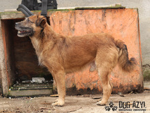 AIKO, Hund, Border Terrier in Slowakische Republik - Bild 4