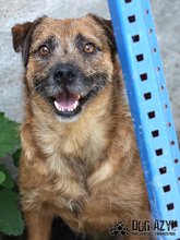 AIKO, Hund, Border Terrier in Slowakische Republik - Bild 5