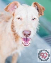 JOY, Hund, Mischlingshund in Bad Homburg - Bild 6