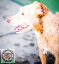 JOY, Hund, Mischlingshund in Bad Homburg - Bild 8