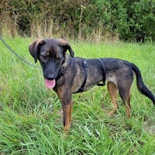 MATKA, Hund, Mischlingshund in Meerbusch - Bild 4