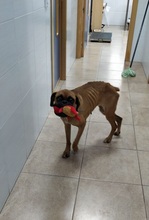 TURNA, Hund, Boxer in Spanien - Bild 4