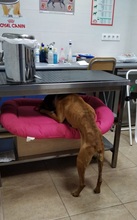 TURNA, Hund, Boxer in Spanien - Bild 5