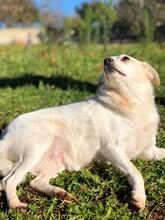 SOLE, Hund, Mischlingshund in Enger - Bild 2