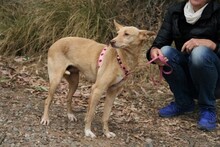 SWEETY, Hund, Podenco in Spanien - Bild 13