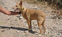 SWEETY, Hund, Podenco in Spanien - Bild 2