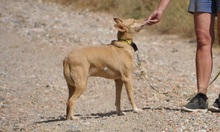 SWEETY, Hund, Podenco in Spanien - Bild 8