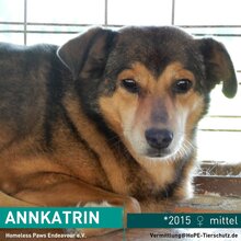 ANNKATRIN, Hund, Mischlingshund in Rumänien - Bild 1