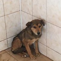 ANNKATRIN, Hund, Mischlingshund in Rumänien - Bild 10