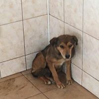 ANNKATRIN, Hund, Mischlingshund in Rumänien - Bild 12