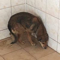 ANNKATRIN, Hund, Mischlingshund in Rumänien - Bild 13