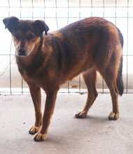 ANNKATRIN, Hund, Mischlingshund in Rumänien - Bild 2