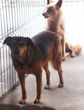 ANNKATRIN, Hund, Mischlingshund in Rumänien - Bild 3
