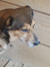 ANNKATRIN, Hund, Mischlingshund in Rumänien - Bild 8