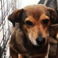 ANNKATRIN, Hund, Mischlingshund in Rumänien - Bild 9